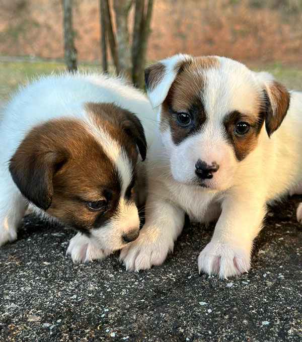 Filhotes Jack Russell